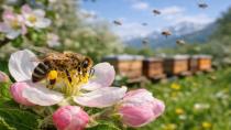 Arılar Kışı Sağlıklı Atlattı: Gözler Bahar Sürecinde