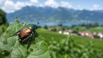 Vorarlberg’de Alarm: Tehlikeli Japon Böceği Yayılıyor